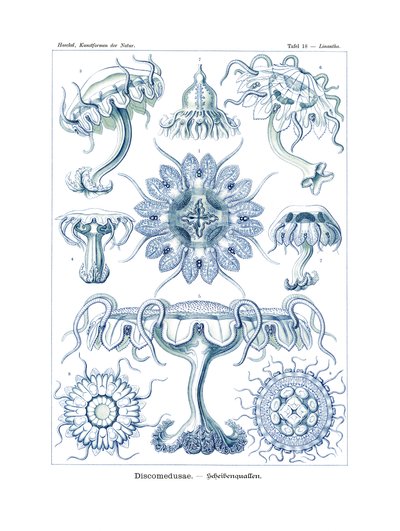 Discomedusae, 1899-1904 by German School